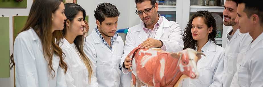 Medicina Veterin Ria Saiba Tudo Sobre A Rea De Atua O Do Veterin Rio